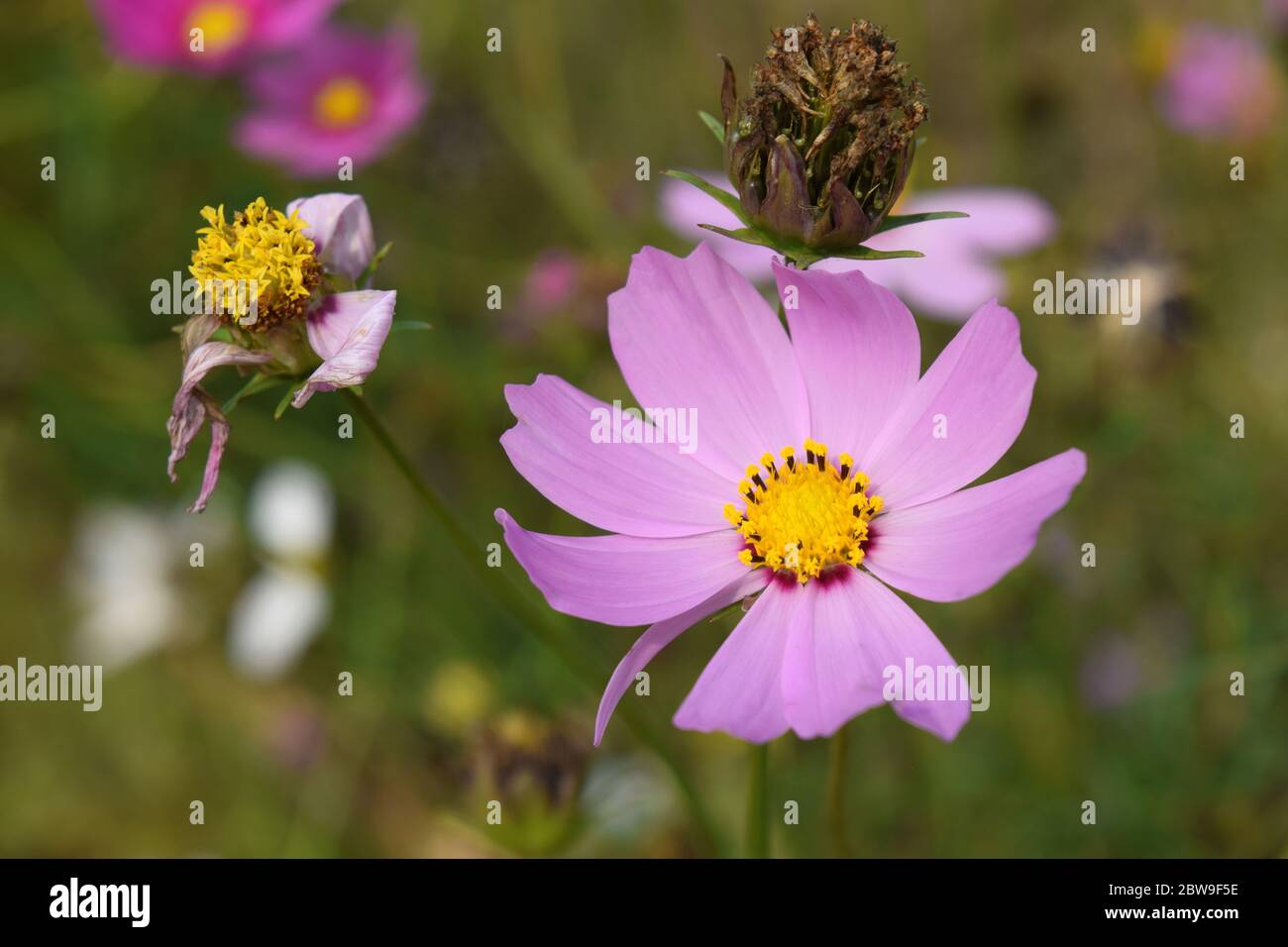 Fiore di cosmo rosa nel parco Foto Stock