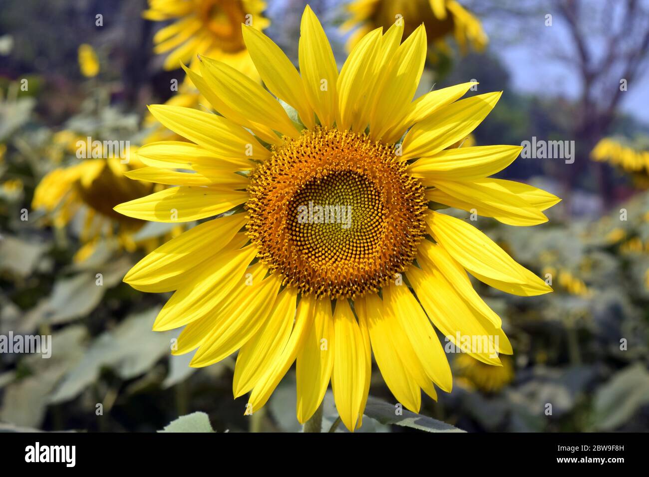 Bellissimo girasole giallo fiorito Foto Stock