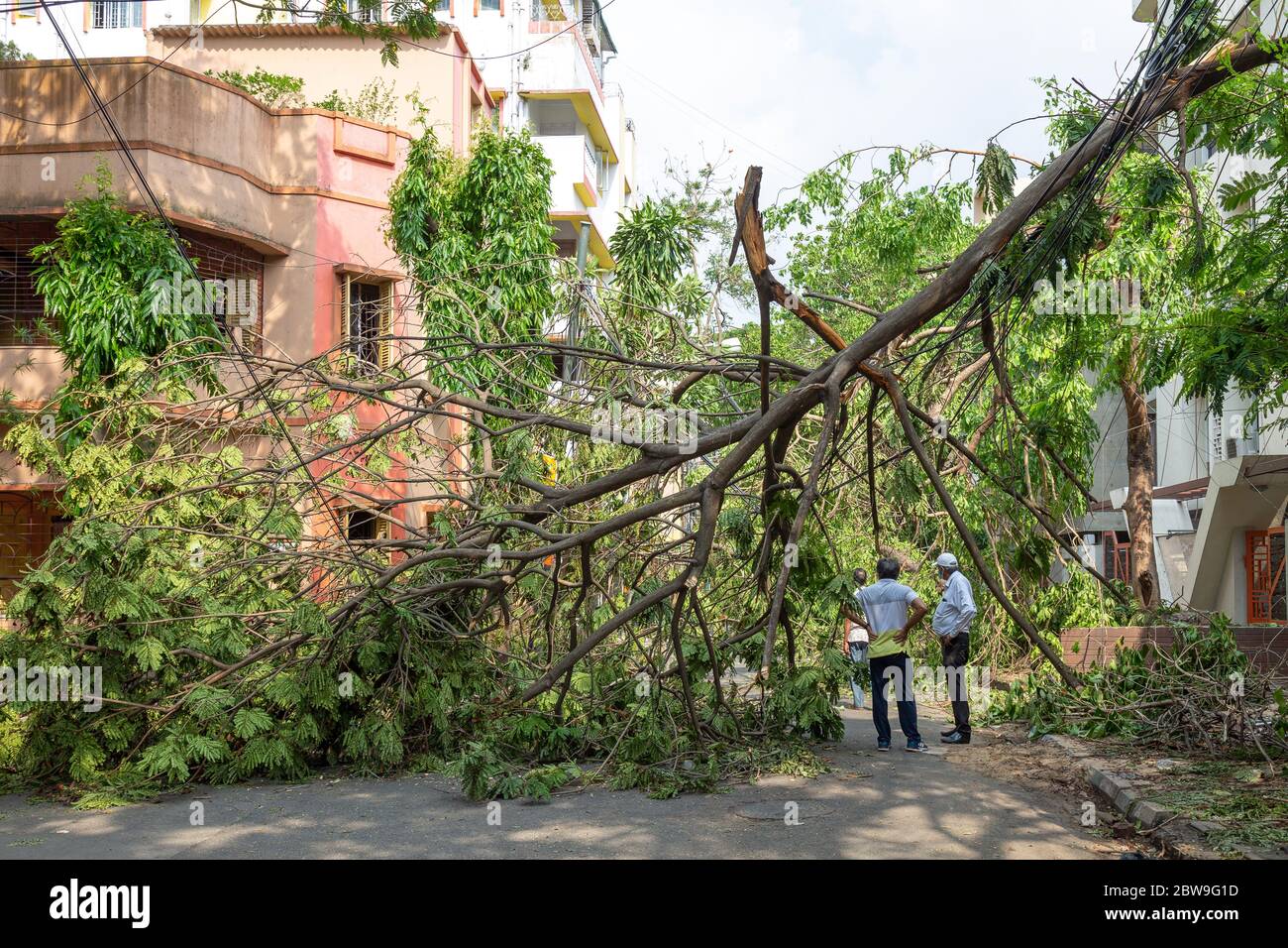 Grave tempesta ciclonica 'Amphan' in seguito con vista di tronco di albero sradicato che blocca una strada cittadina a Kolkata India Foto Stock