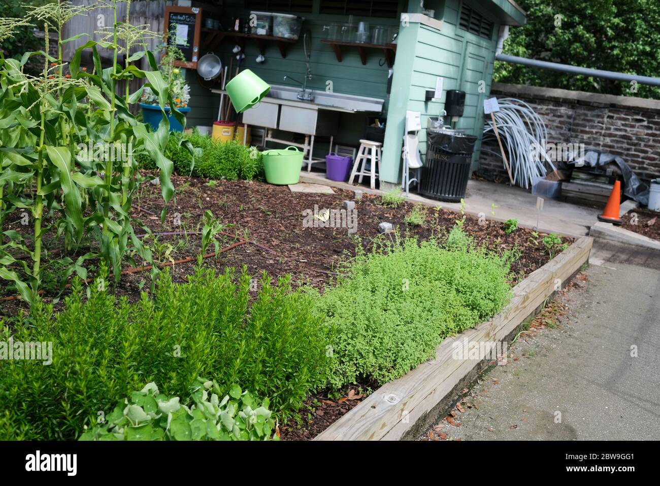 Giardini urbani con piante, girasoli, prodotti, pomodori, broccoli, e prodotti popolari che crescono a frutto per gli individui che lavorano per farlo crescere. Foto Stock