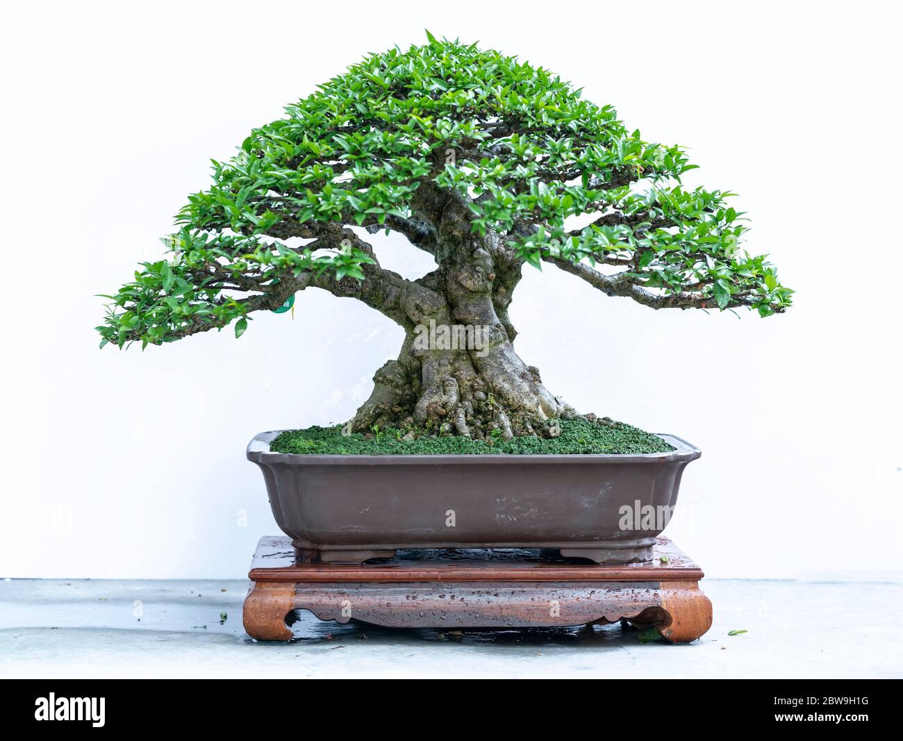 L'albero di Bonsai isolato su sfondo bianco in una pianta di vaso con molte forme uniche differenti che simboleggiano un'astrazione nella vita Foto Stock