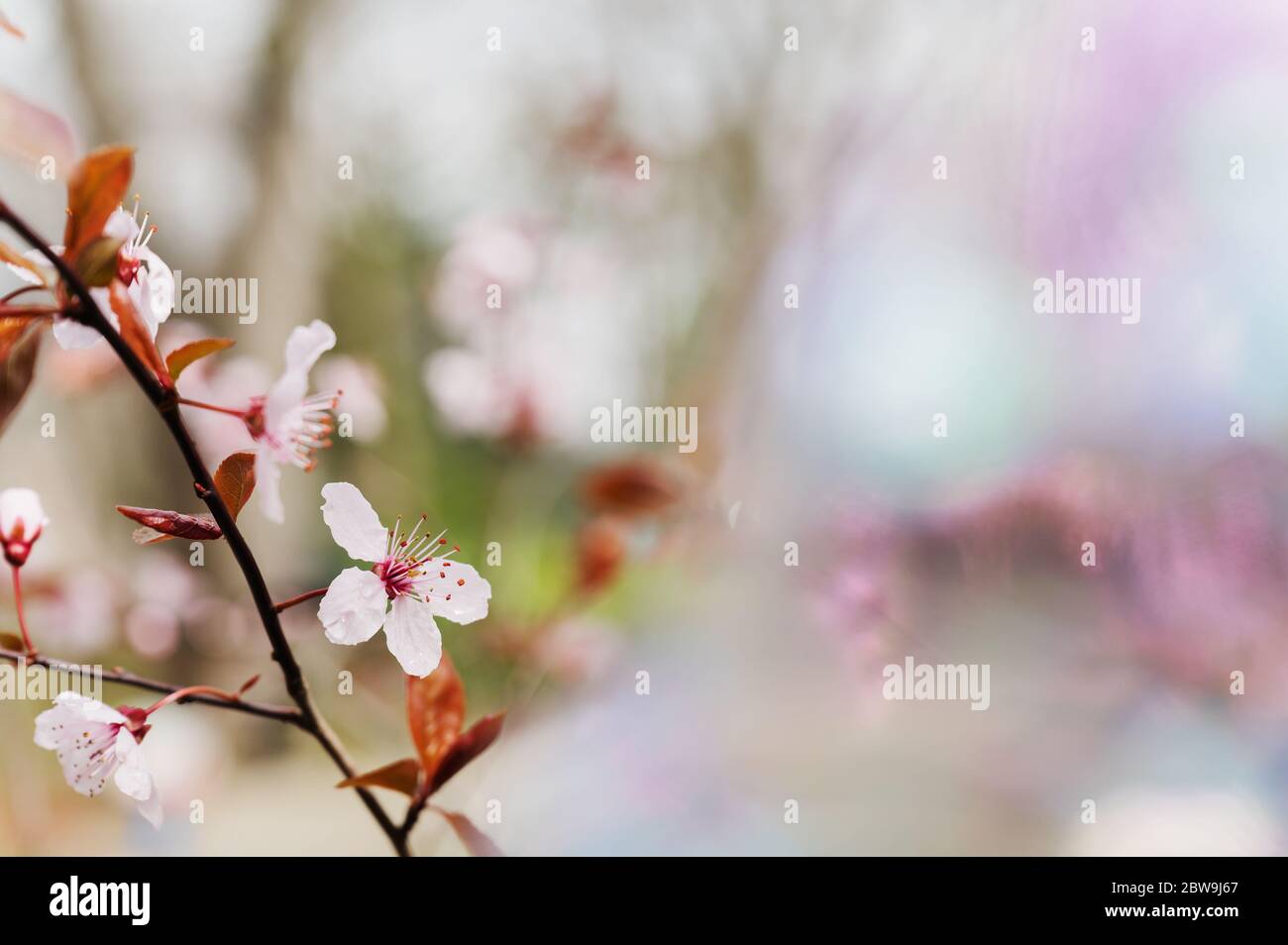 Fioriture primaverili sul ramo di albero Foto Stock