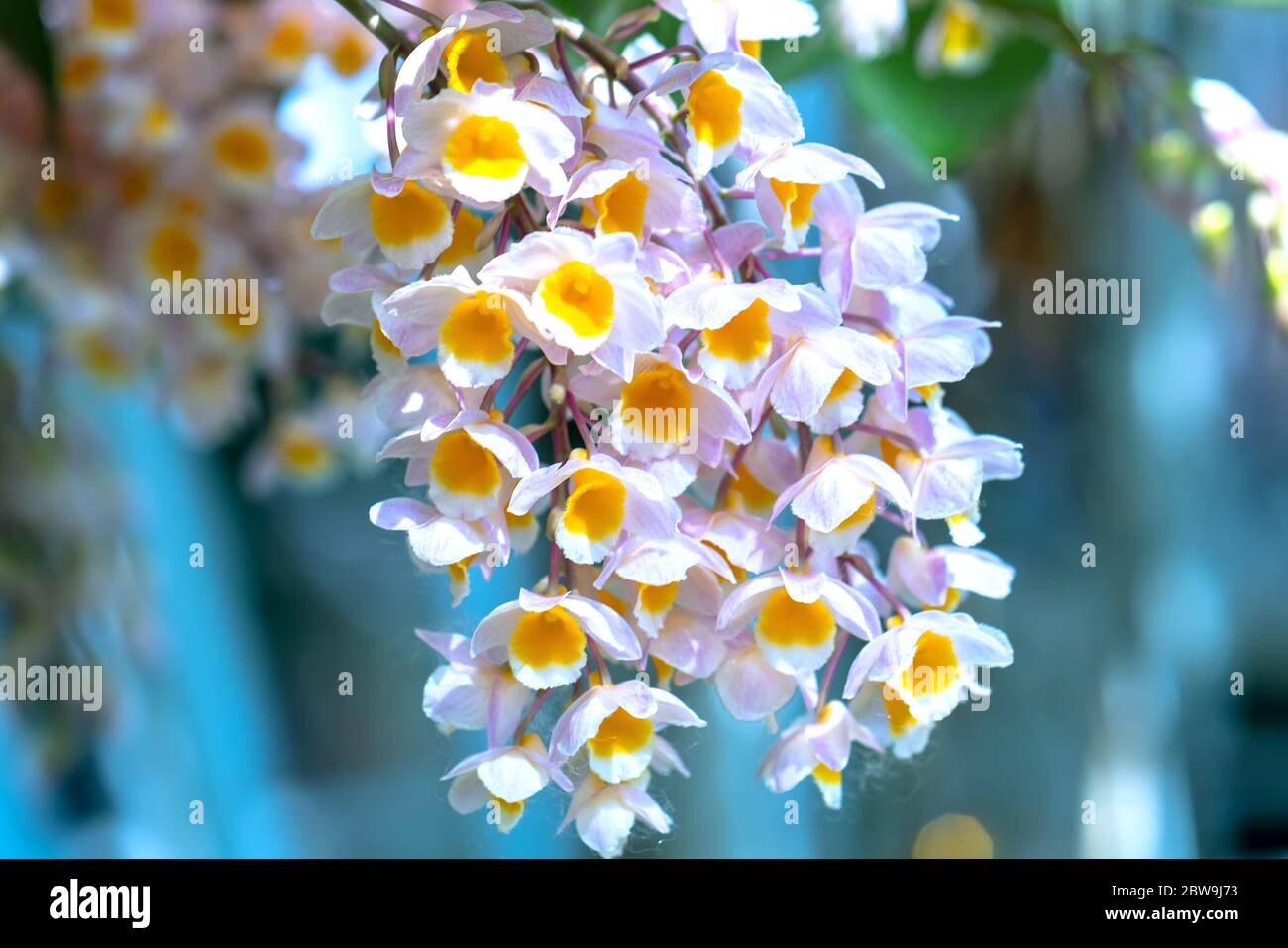 Dendrobium Anphyllum orchidee fiori fioriscono in primavera adornano la bellezza della natura, una rara orchidea selvaggia decorata in giardini tropicali Foto Stock