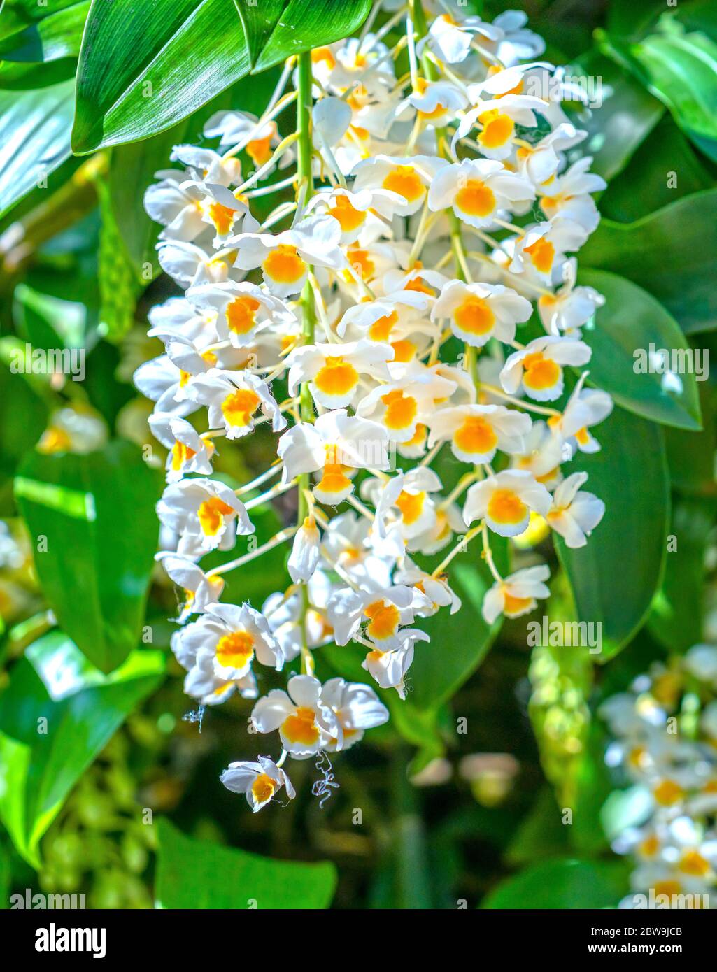 Dendrobium Anphyllum orchidee fiori fioriscono in primavera adornano la bellezza della natura, una rara orchidea selvaggia decorata in giardini tropicali Foto Stock