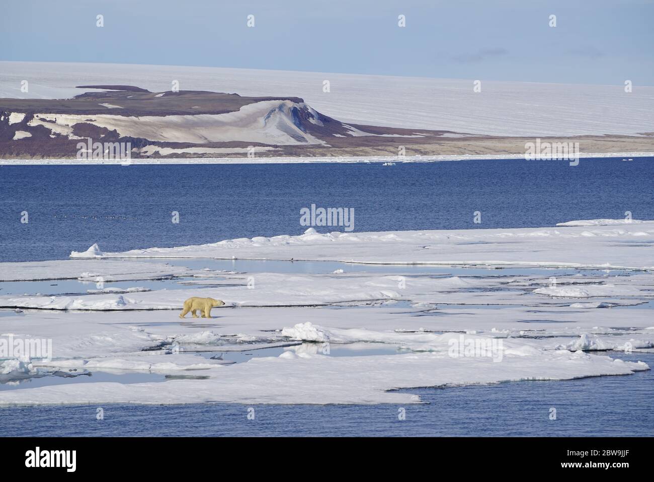 Orso polare che cammina su ghiaccio di mare fuso di fronte all'isola di Norsaustlandet su Svalbard Foto Stock