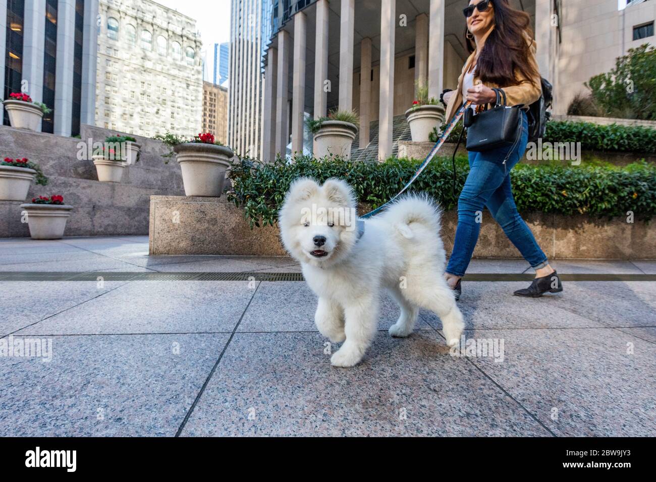 USA, California, San Francisco, cucciolo Samoyed a piedi in città Foto Stock