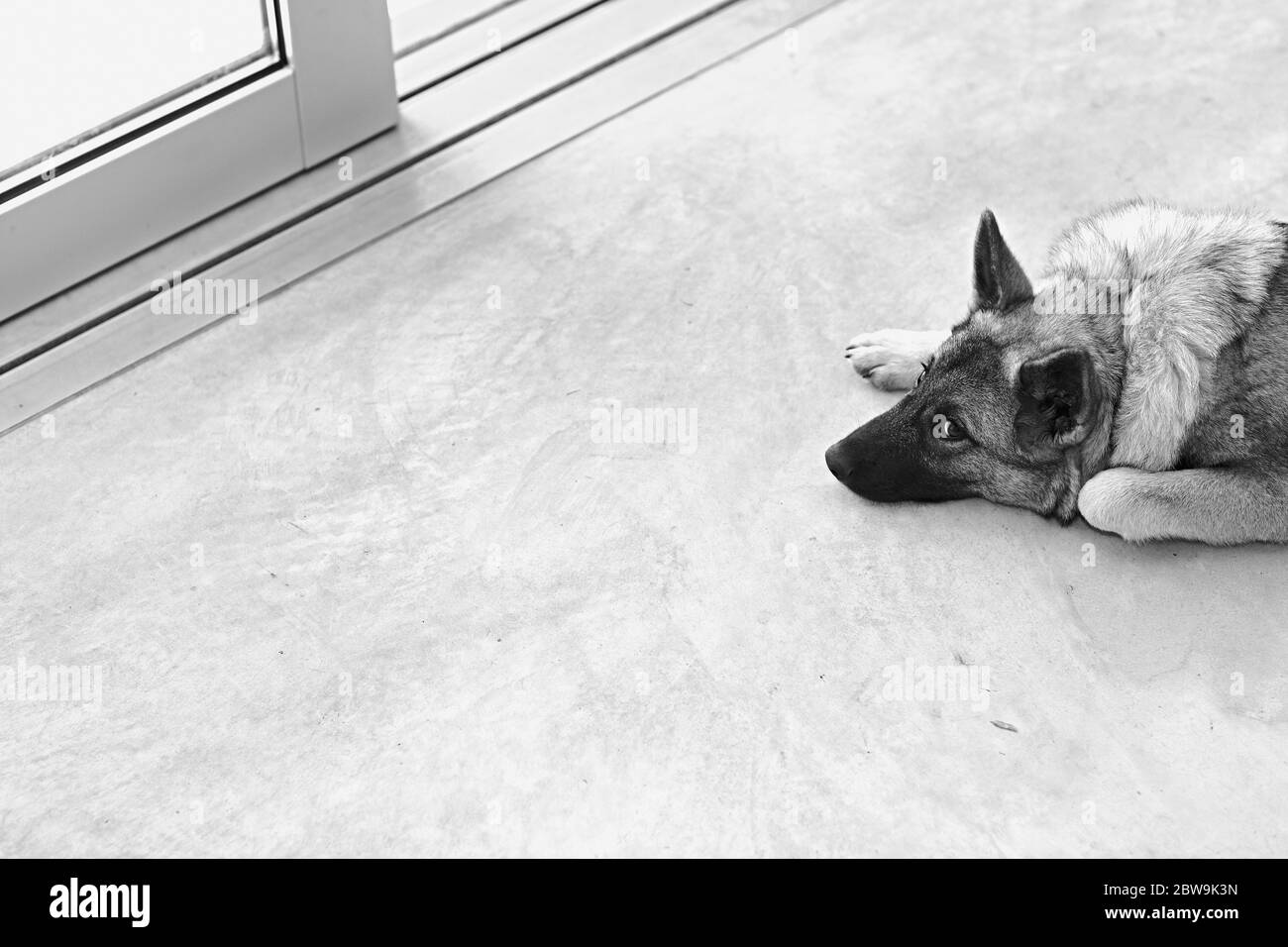 Cane sdraiato vicino alla porta d'ingresso Foto Stock