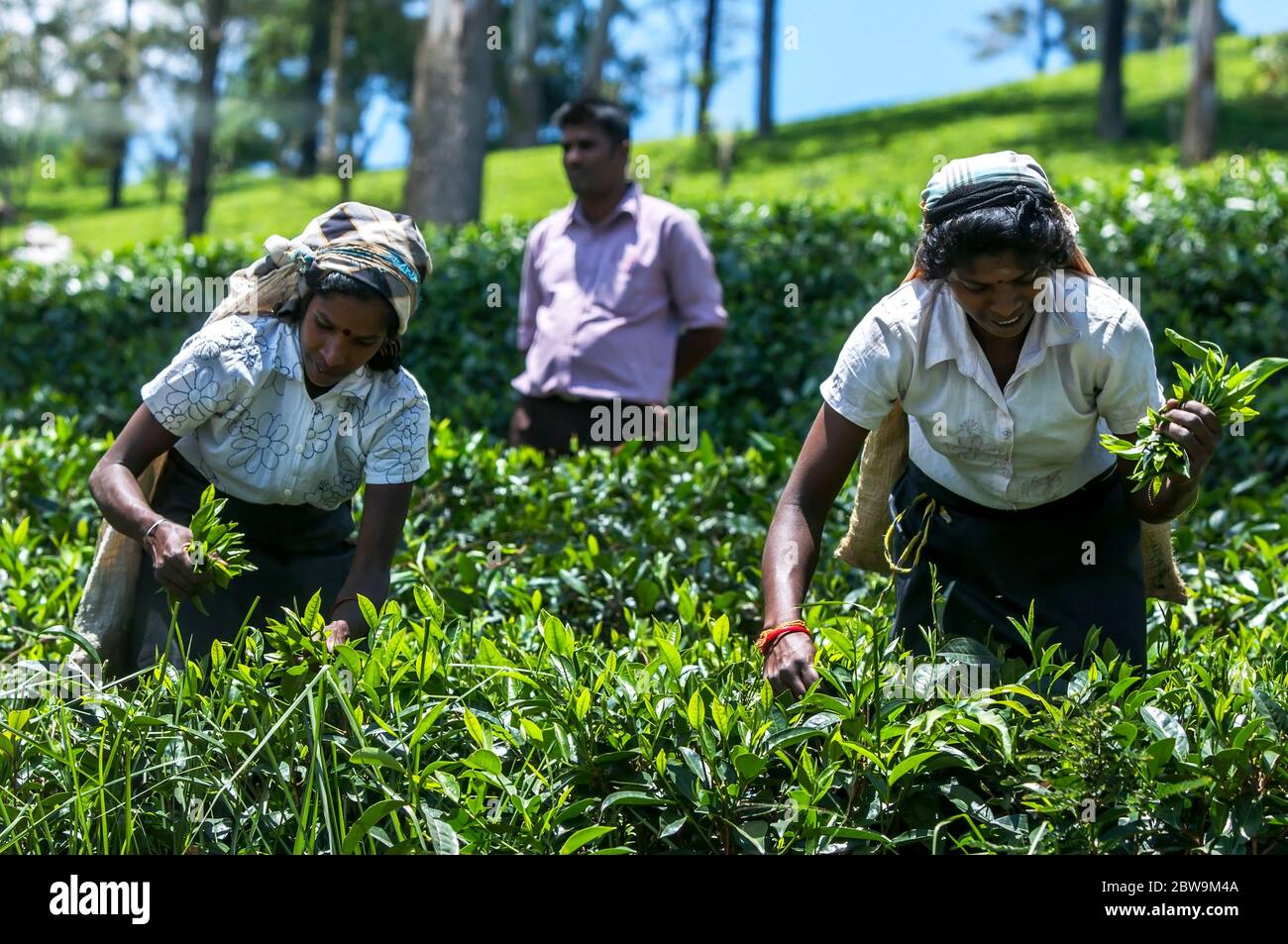 I raccoglitori di tè tamil, conosciuti anche come zucchine di tè raccolgono un raccolto di foglie fresche su una piantagione nella regione di Nuwara Eliya dello Sri Lanka. Foto Stock