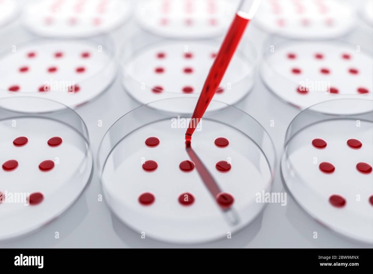 Campione di sangue testato in laboratorio su piastra Petri Foto Stock