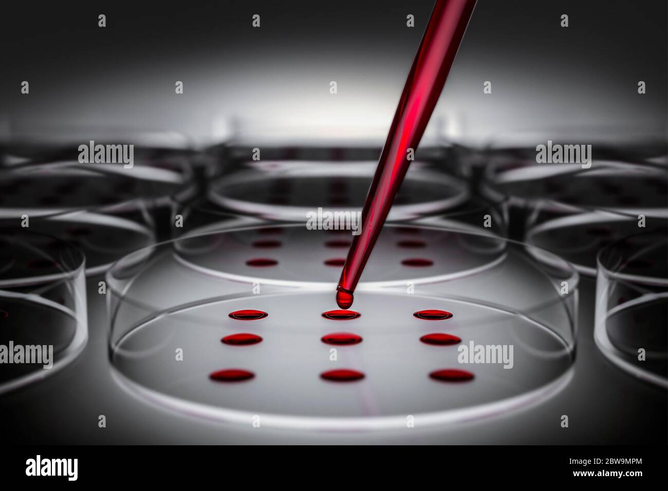 Campione di sangue testato in laboratorio su piastra Petri Foto Stock