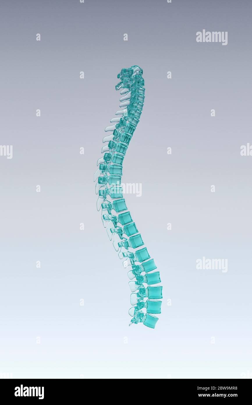 Colonna vertebrale umana modello Foto Stock