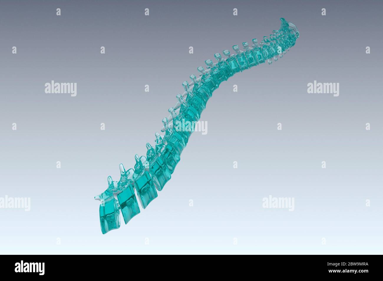 Colonna vertebrale umana modello Foto Stock