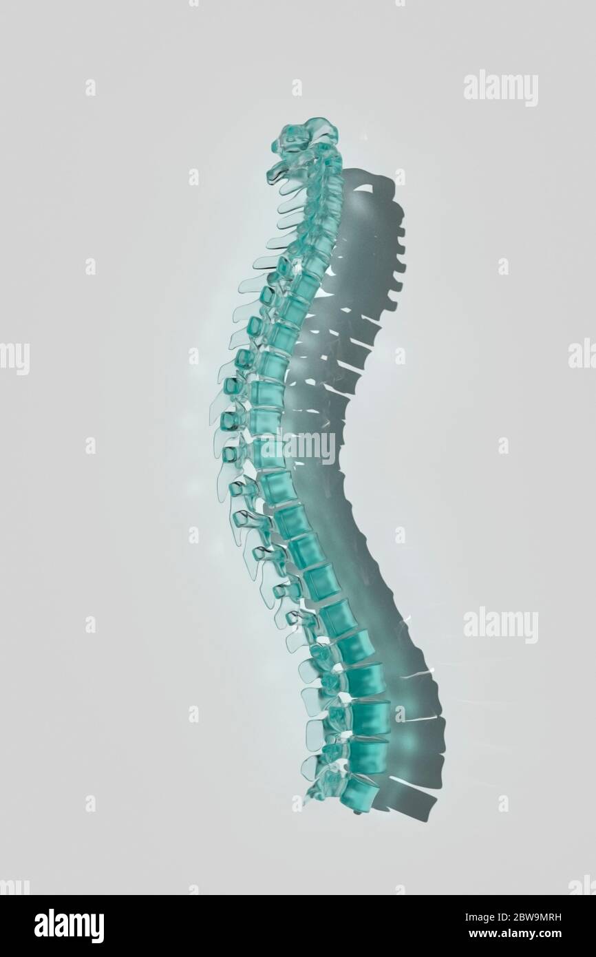 Colonna vertebrale umana modello Foto Stock