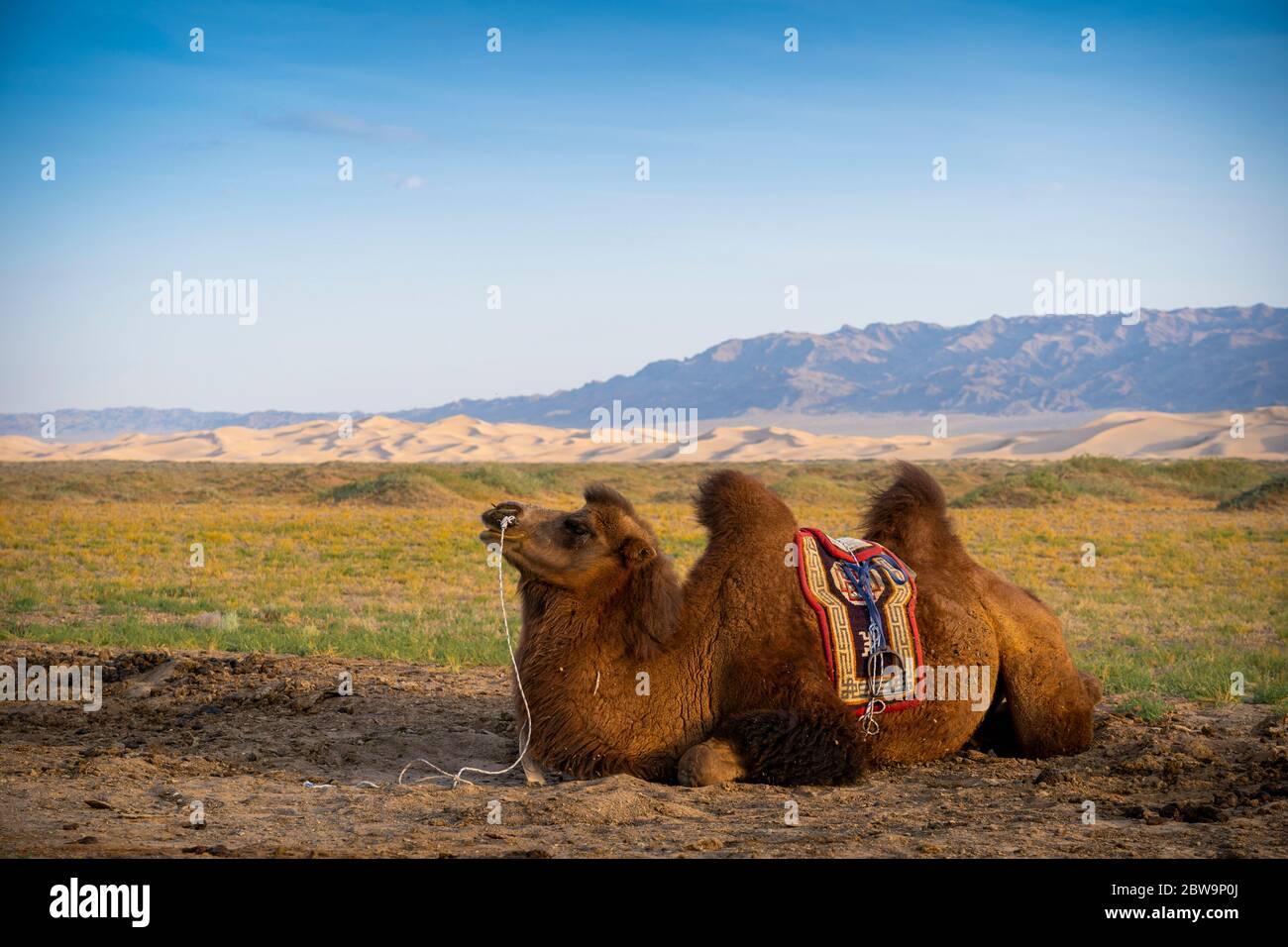 Cammello Bactriano vicino a Singing Sand Dunes atcKhongoryn Els nel deserto di Gobi, Mongolia, Mongolia, Asia, Asiatico. Foto Stock