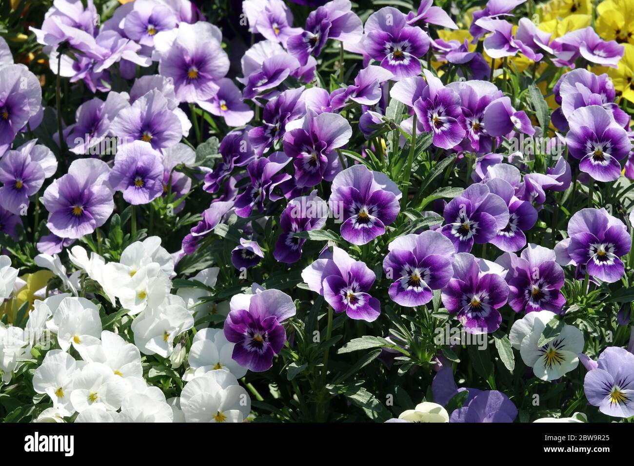 Pansies e violette, Viole in giardino fiorito letto Foto Stock