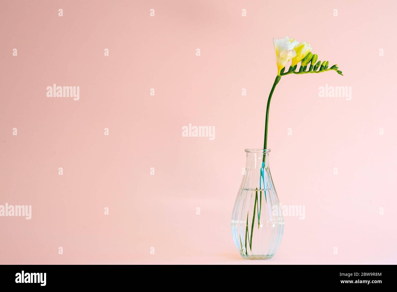 Testa singola di fiore bianco freesia in un piccolo vaso di vetro trasparente su sfondo rosa con luce naturale Foto Stock