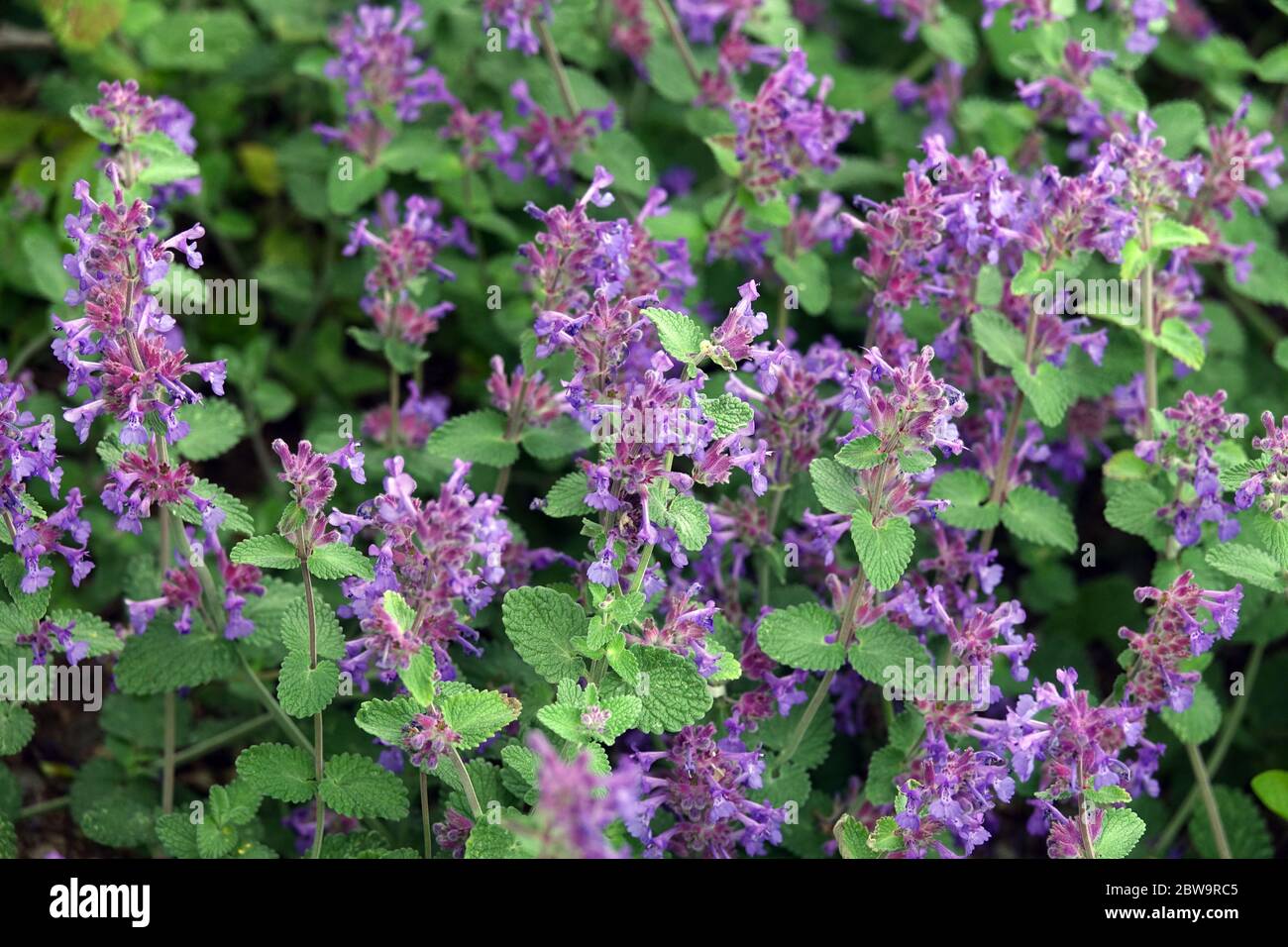 Menta Nepeta recemosa "grandiflora" Foto Stock