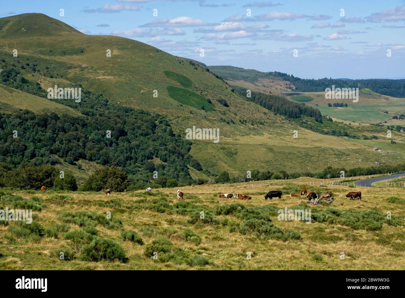 Mandria di vacche a Puy-de-Dôme, Francia centrale Foto Stock