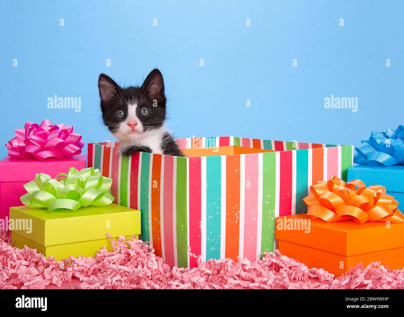 Piccolo gattino bianco e nero Tuxedo che si apre da una colorata scatola  regalo di compleanno a righe circondata da regali dai colori vivaci con  archi. Con. Rosa Foto stock - Alamy