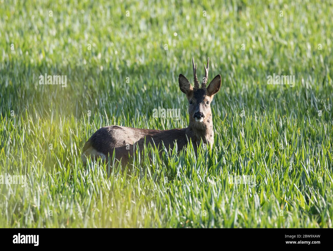 Roe buck in un campo a Ripley, North Yorkshire Foto Stock