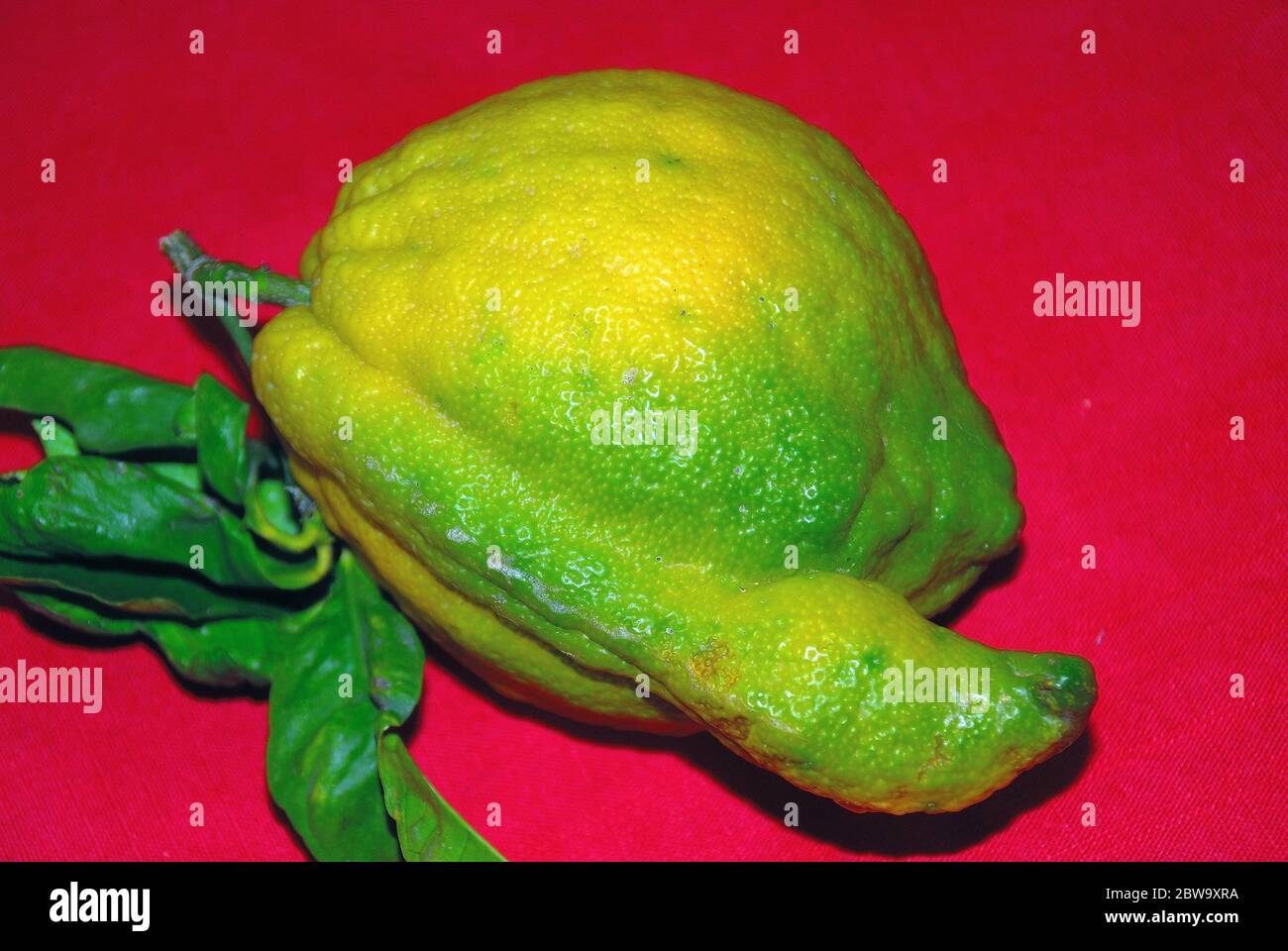 Un limone dalla forma strana Foto Stock