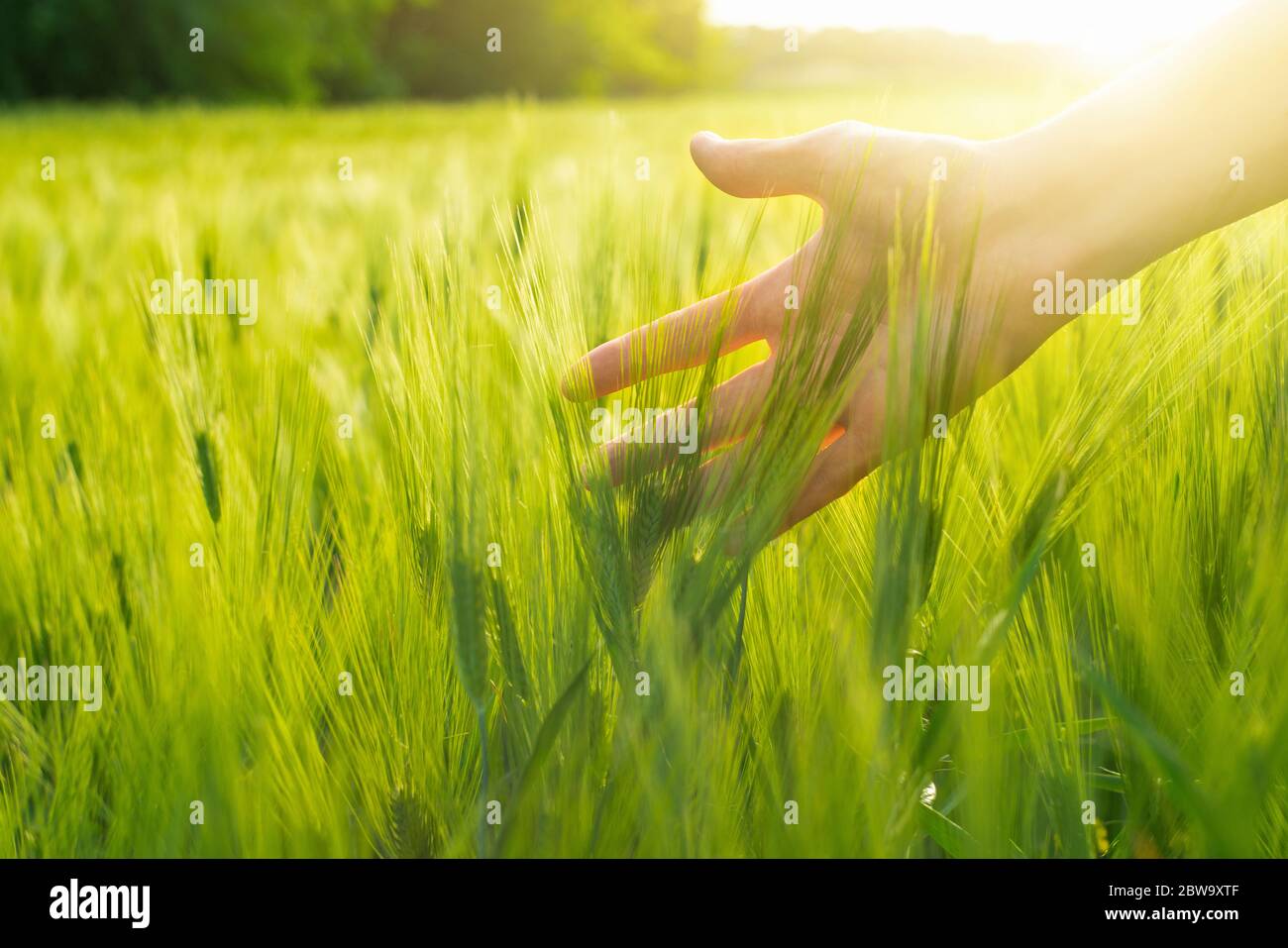 Contadino tocca gli spikelets di cereali sul campo Foto Stock