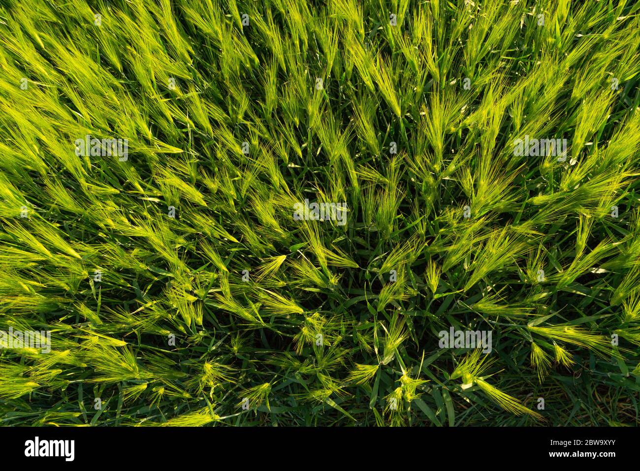 Campo agricolo di grano verde Foto Stock