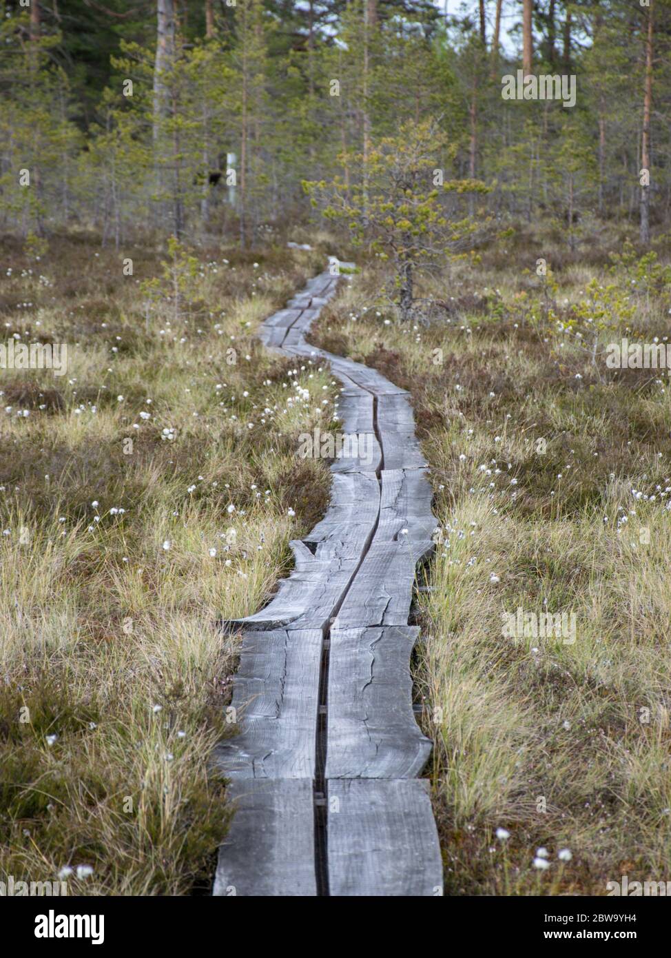 Boschetto foresta sfondo naturale. Vegetazione paludosa, passerelle in legno nella palude, vegetazione selvaggia, palude di Niedraju Pilkas, Lettonia Foto Stock