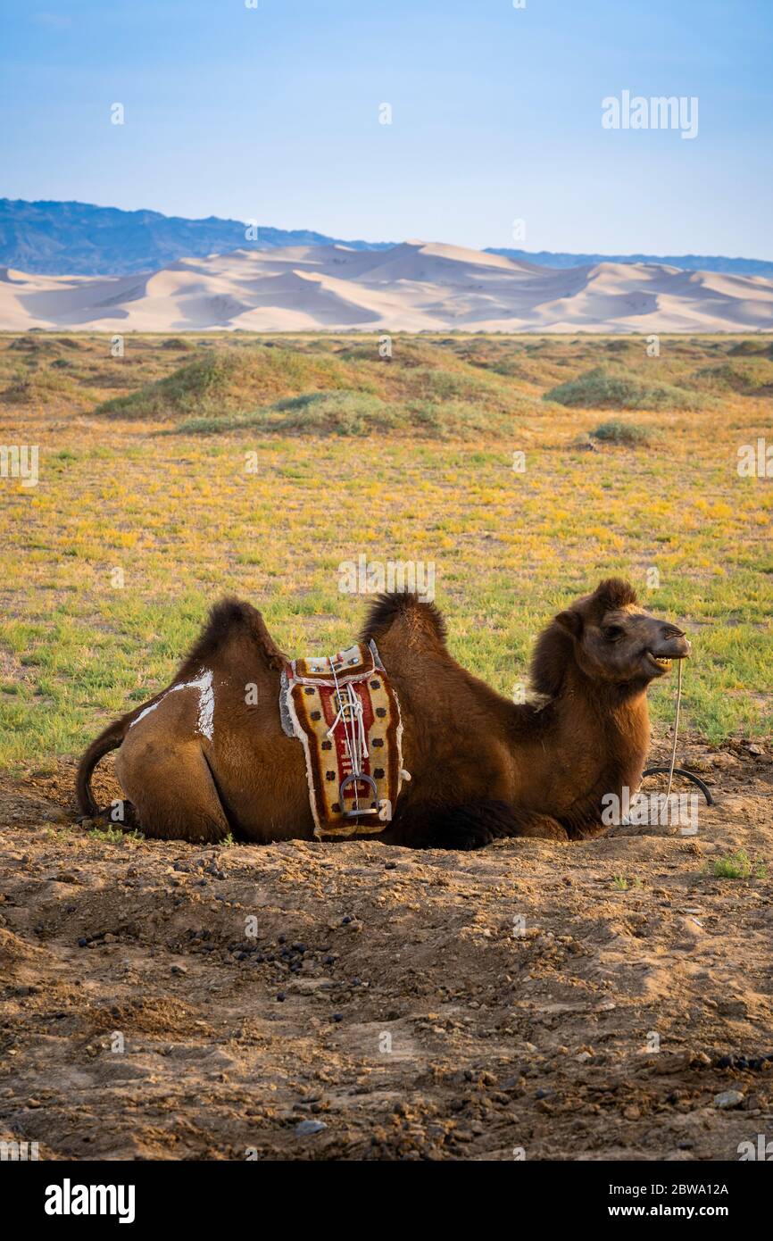 Cammello Bactriano vicino a dune di sabbia cantanti a Khongoryn Els nel deserto di Gobi, Mongolia, Mongolia, Asia, Asiatico. Foto Stock