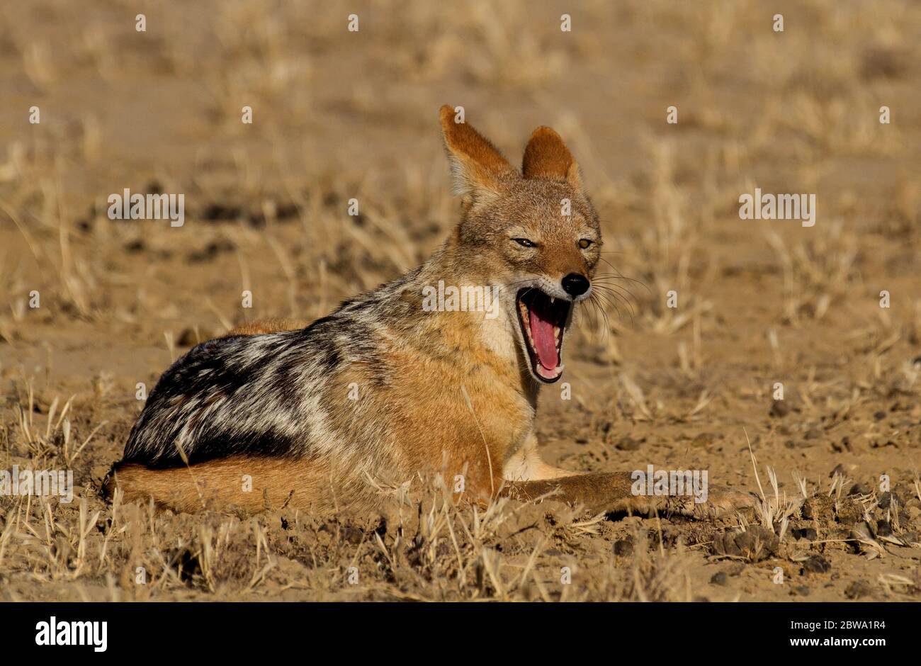 jackal kalahari con retro nero Foto Stock