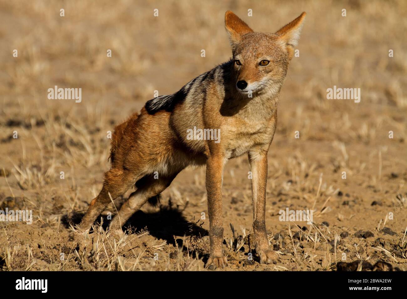 jackal kalahari con retro nero Foto Stock