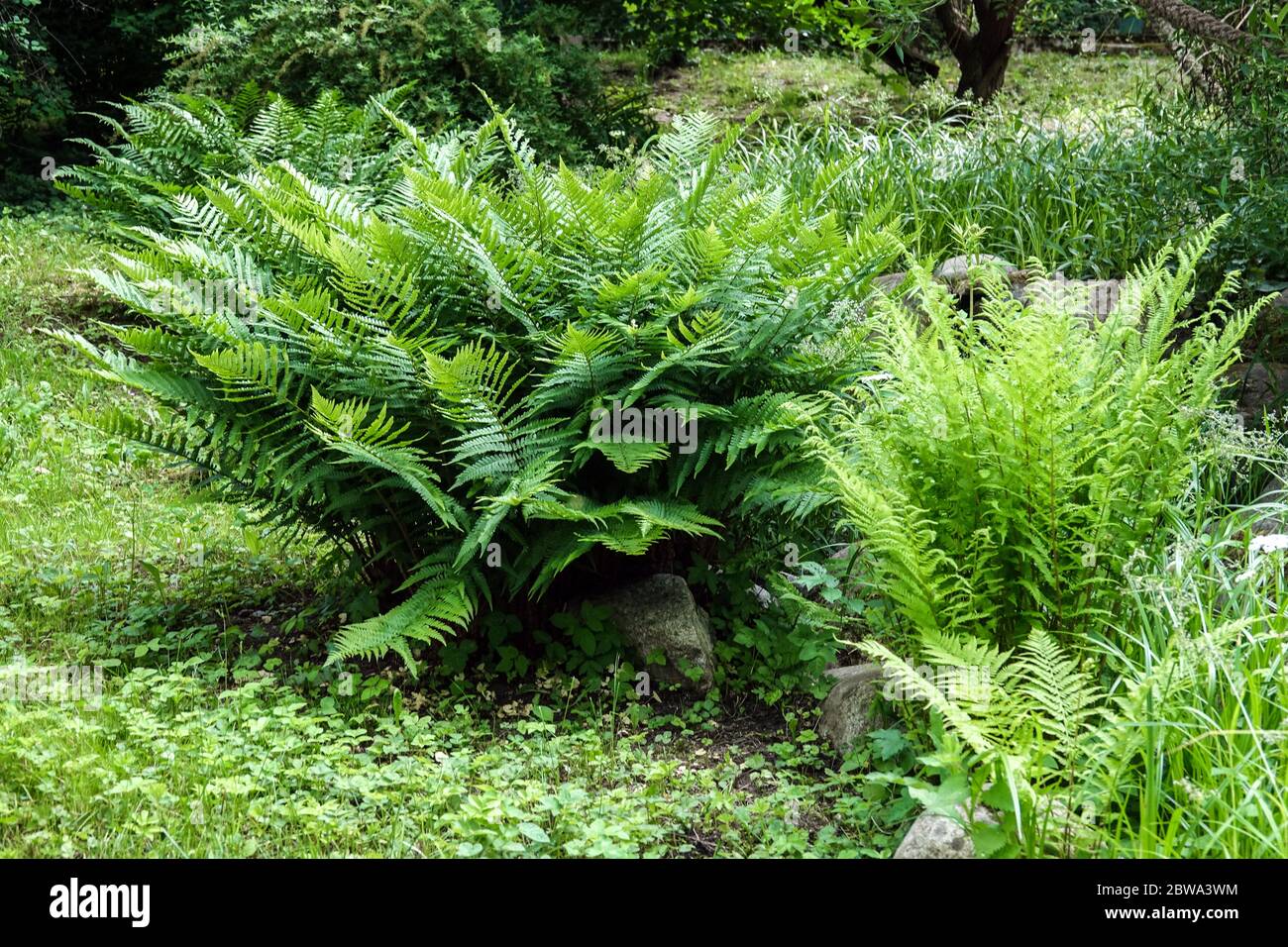 Maschio Fern Dryopteris filix-mas cresce in giardino Foto Stock