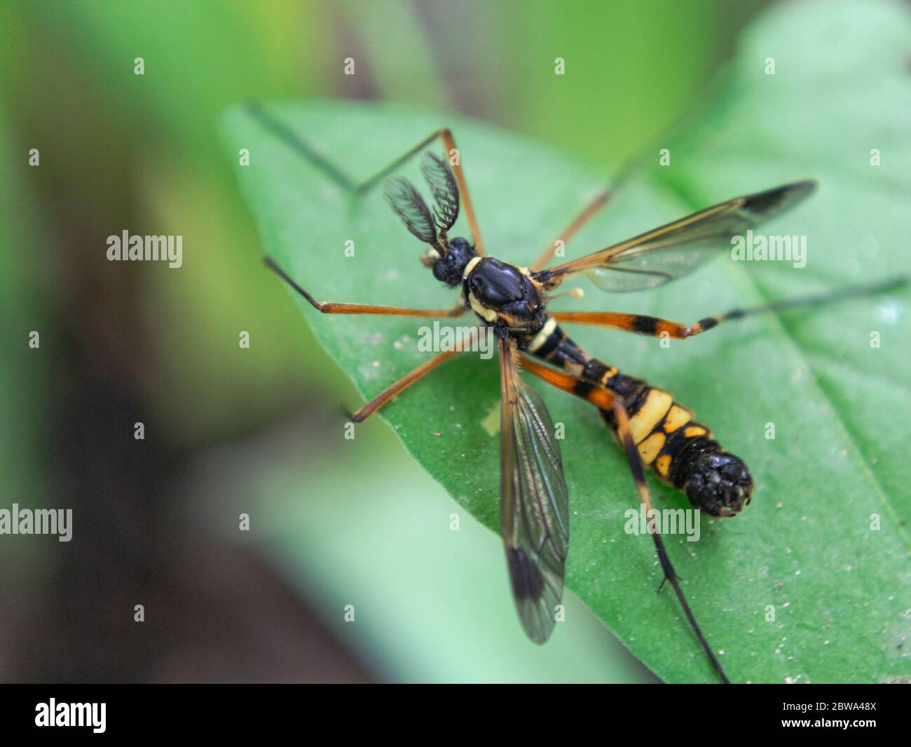 Vero carroponte europeo con antenne in piuma, Ctenophora Cnemoncosi ornata Foto Stock