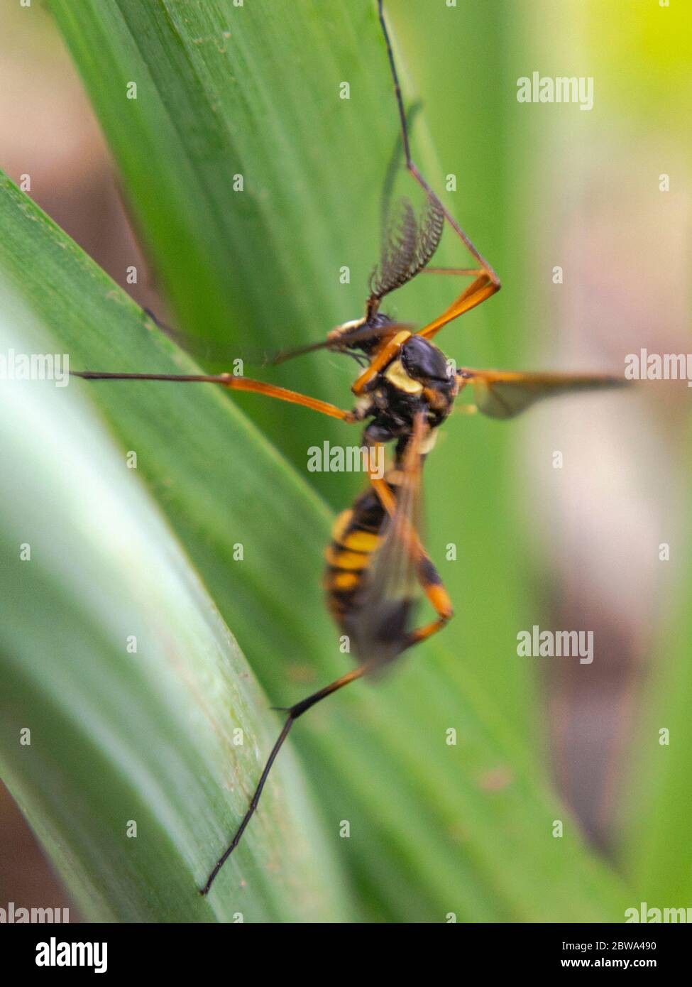 Vero carroponte europeo con antenne in piuma, Ctenophora Cnemoncosi ornata Foto Stock
