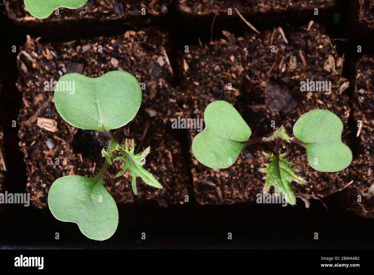 Guardando giù su Kale, varietà Russo Rosso, 3 settimane di giovani pianta in blocchi di terreno. Foto Stock