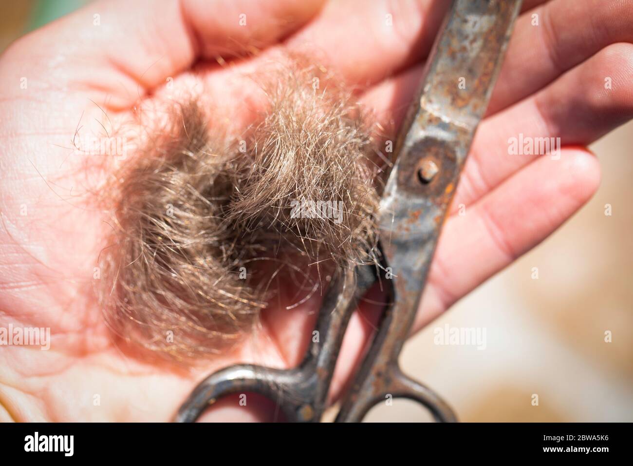 Una ciocca di capelli tagliata sulla mano, parrucchiere. Foto Stock