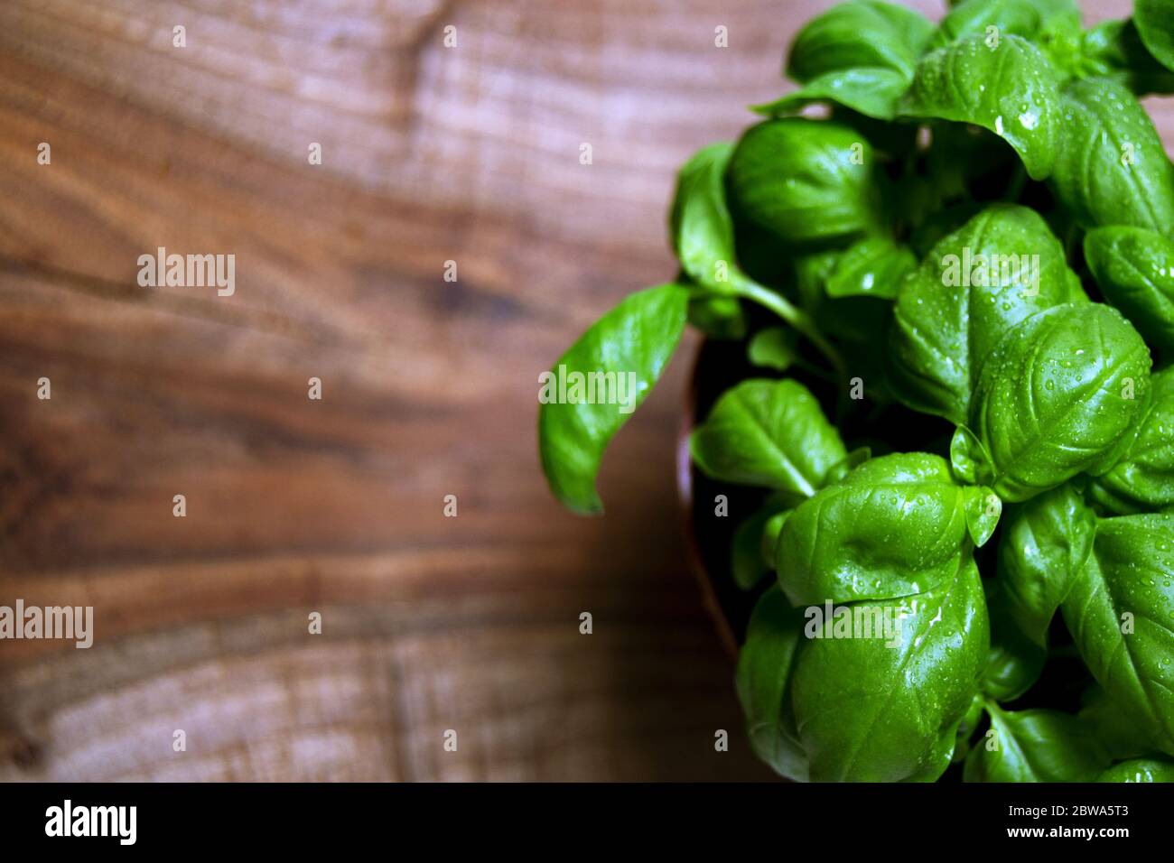 Foglie verdi di basilico genovese (Ocimum basilicum) erbe culinarie utilizzate per la salsa di pesto genovese. Cucina Italiana Foto Stock