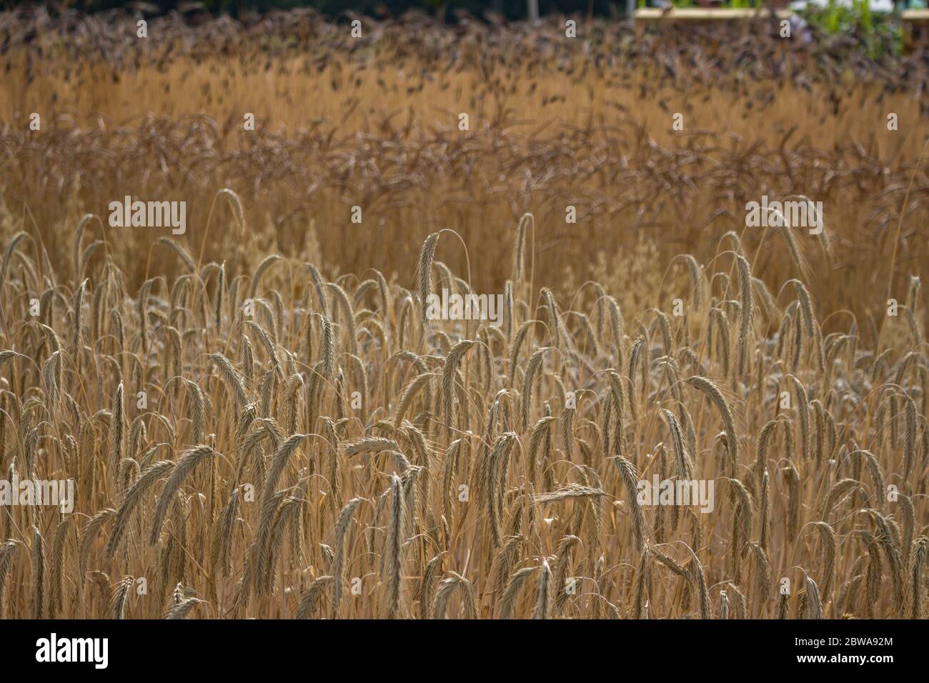 Campo d'oro di grano Emmer nero in vista dettagliata Foto Stock