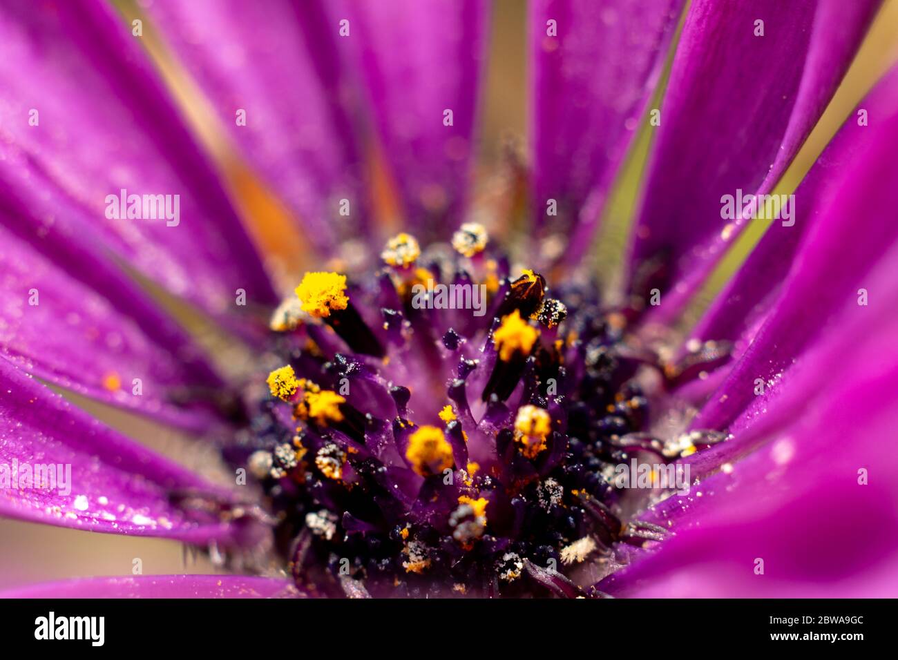 Un primo piano di un fiore africano daisy che mostra polline giallo all'interno Foto Stock