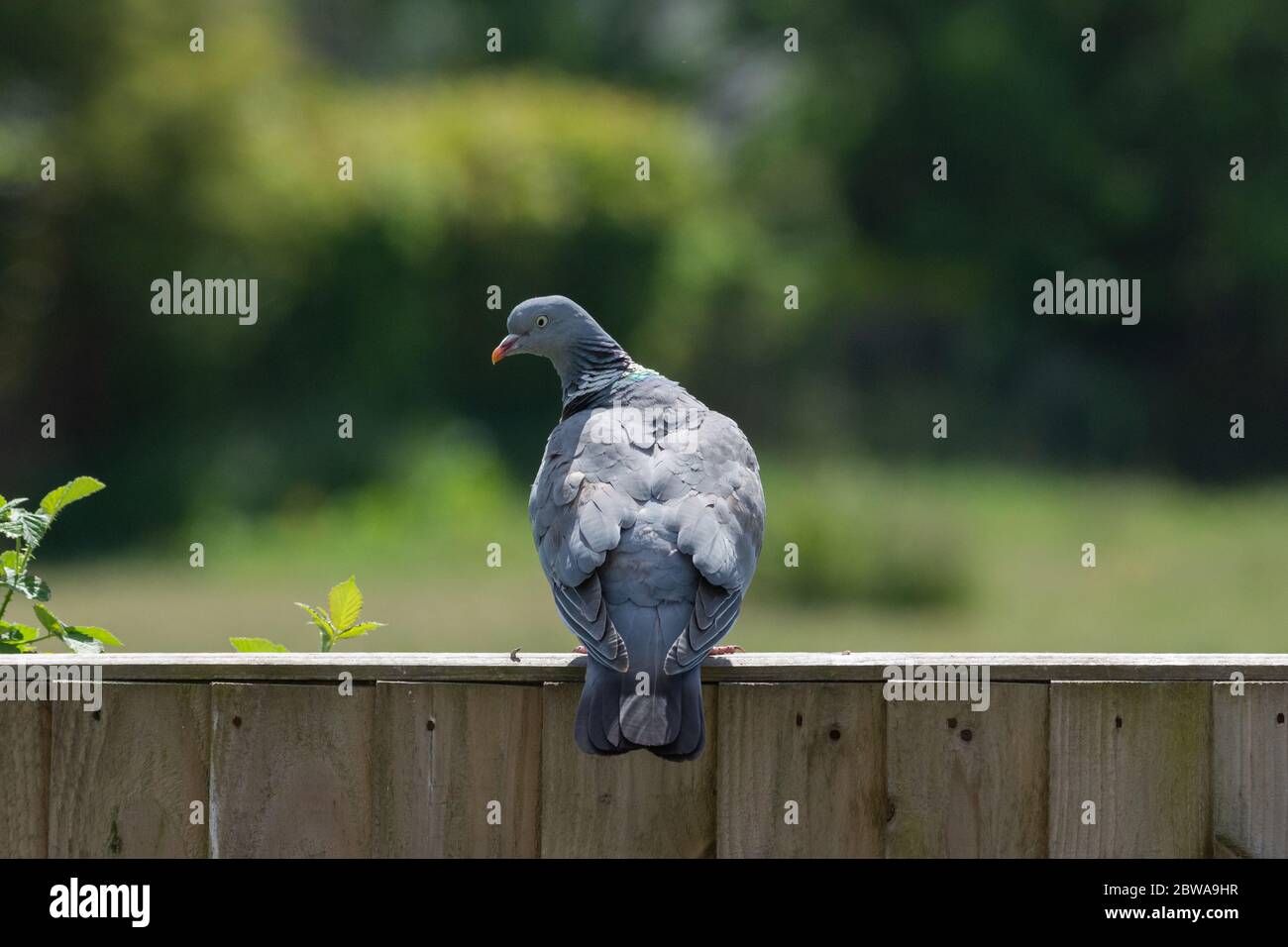 Un piccione seduto su una recinzione di legno che guarda indietro Foto Stock