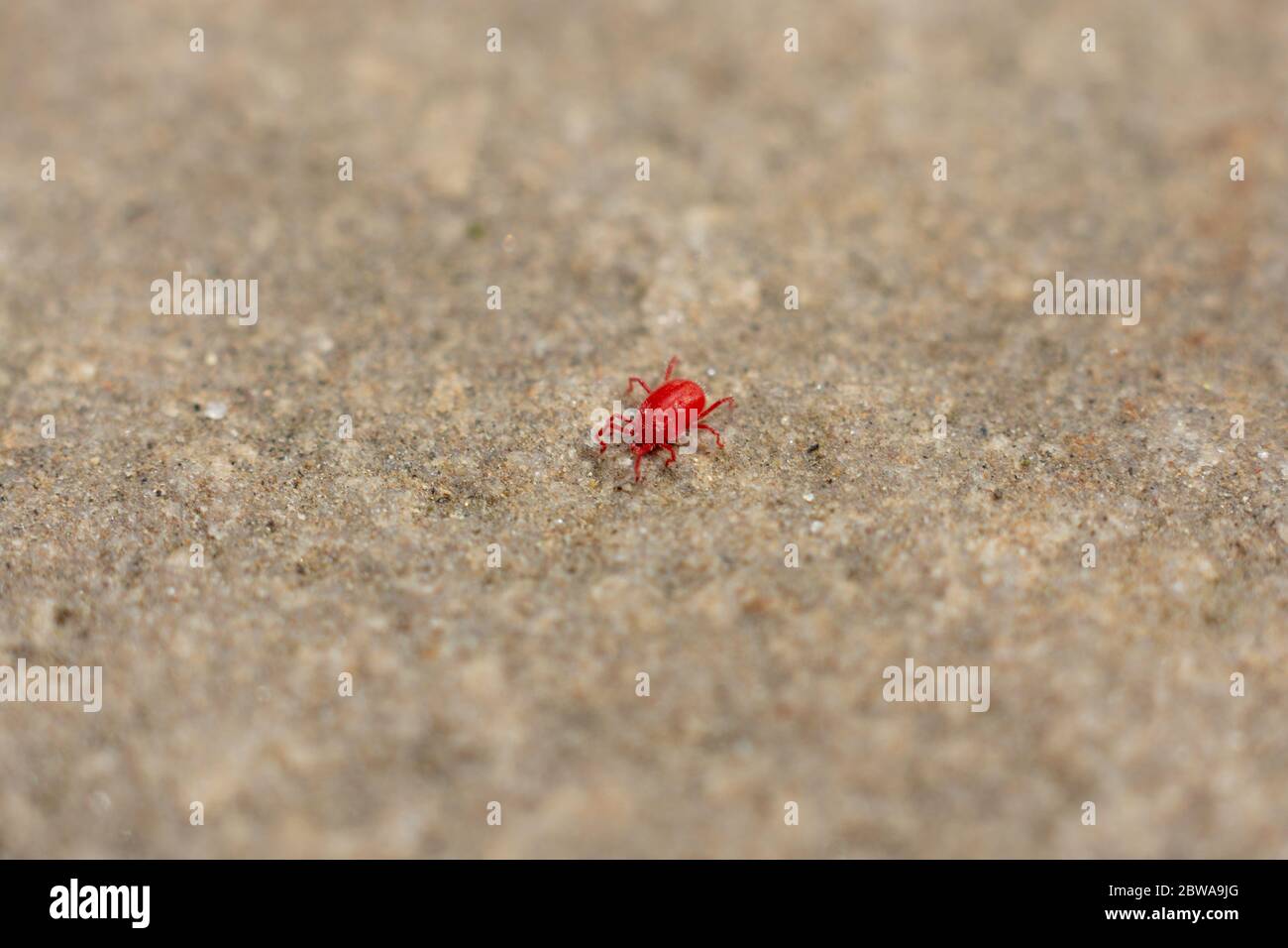 Un singolo acaro rosso che si cinge lungo il cemento Foto Stock