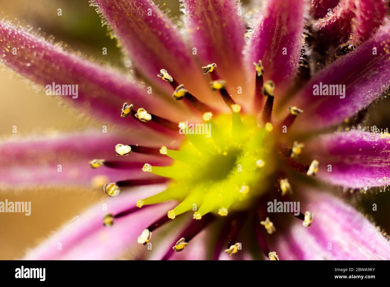 Un primo piano di una pianta sempervivum in piena fioritura che mostra la bella rosetta rosa e gialla Foto Stock