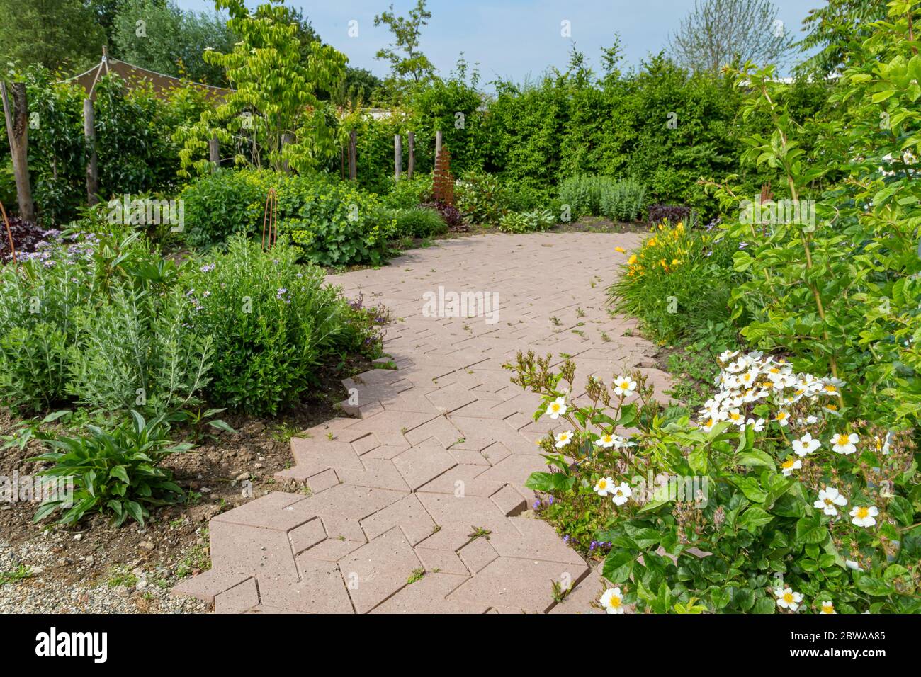 Semplice design del giardino con bordi lussureggianti con piante verdi naturali di tipo servale Foto Stock