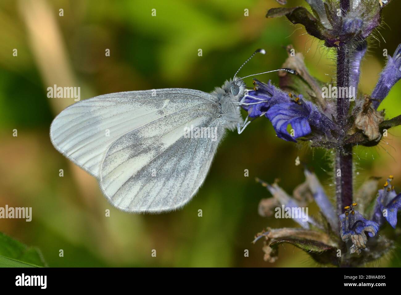 Wood White Butterfly, Bucknell Wood, Northamptonshire, Regno Unito. Una specie rara e delicata. Foto Stock