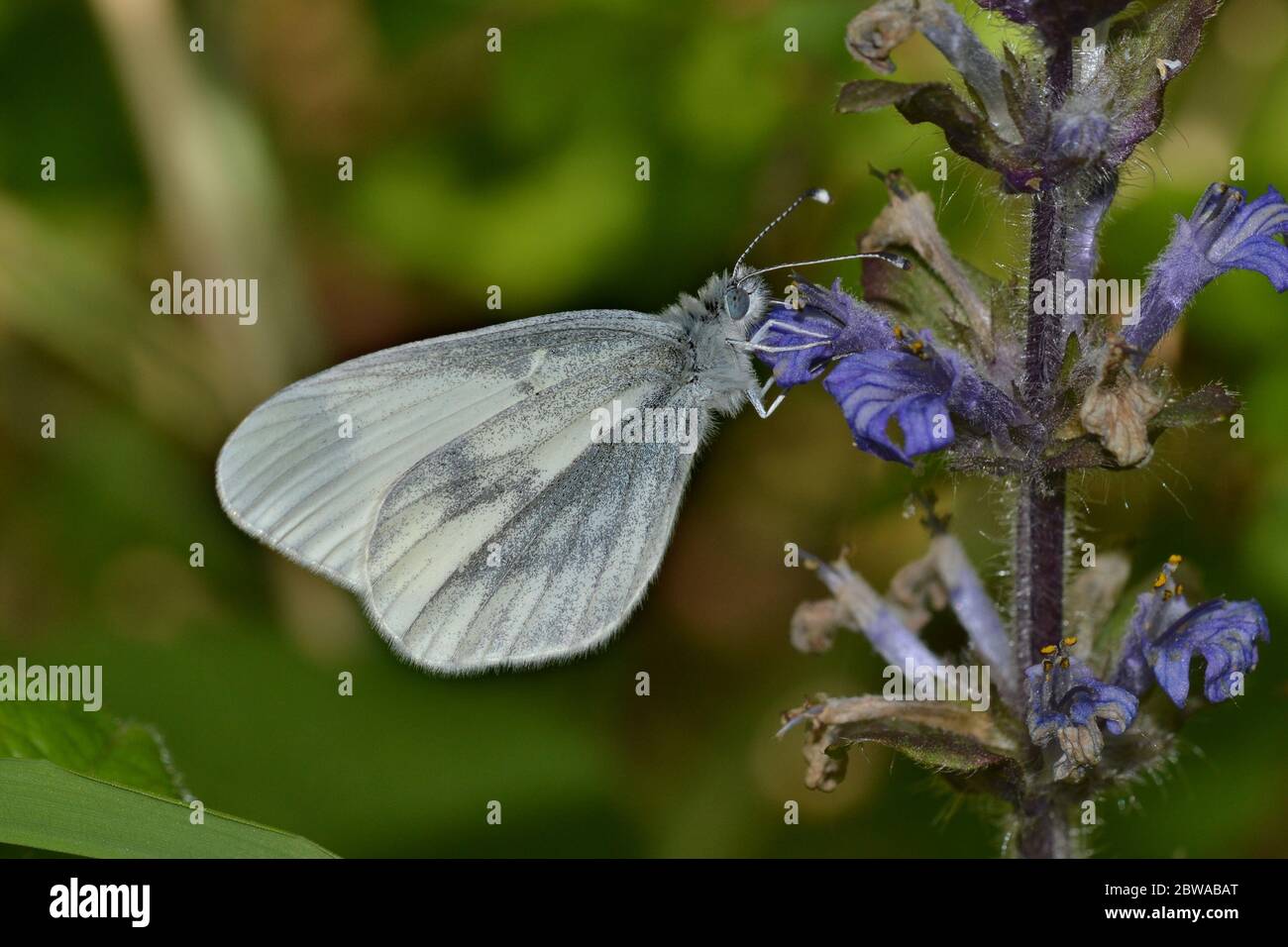 Wood White Butterfly, Bucknell Wood, Northamptonshire, Regno Unito. Una specie rara e delicata. Foto Stock