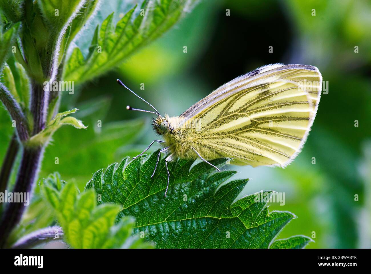 Farfalla bianca dalle venature verdi che riposa su una foglia di ortica in un giardino di Norfolk UK. Foto Stock