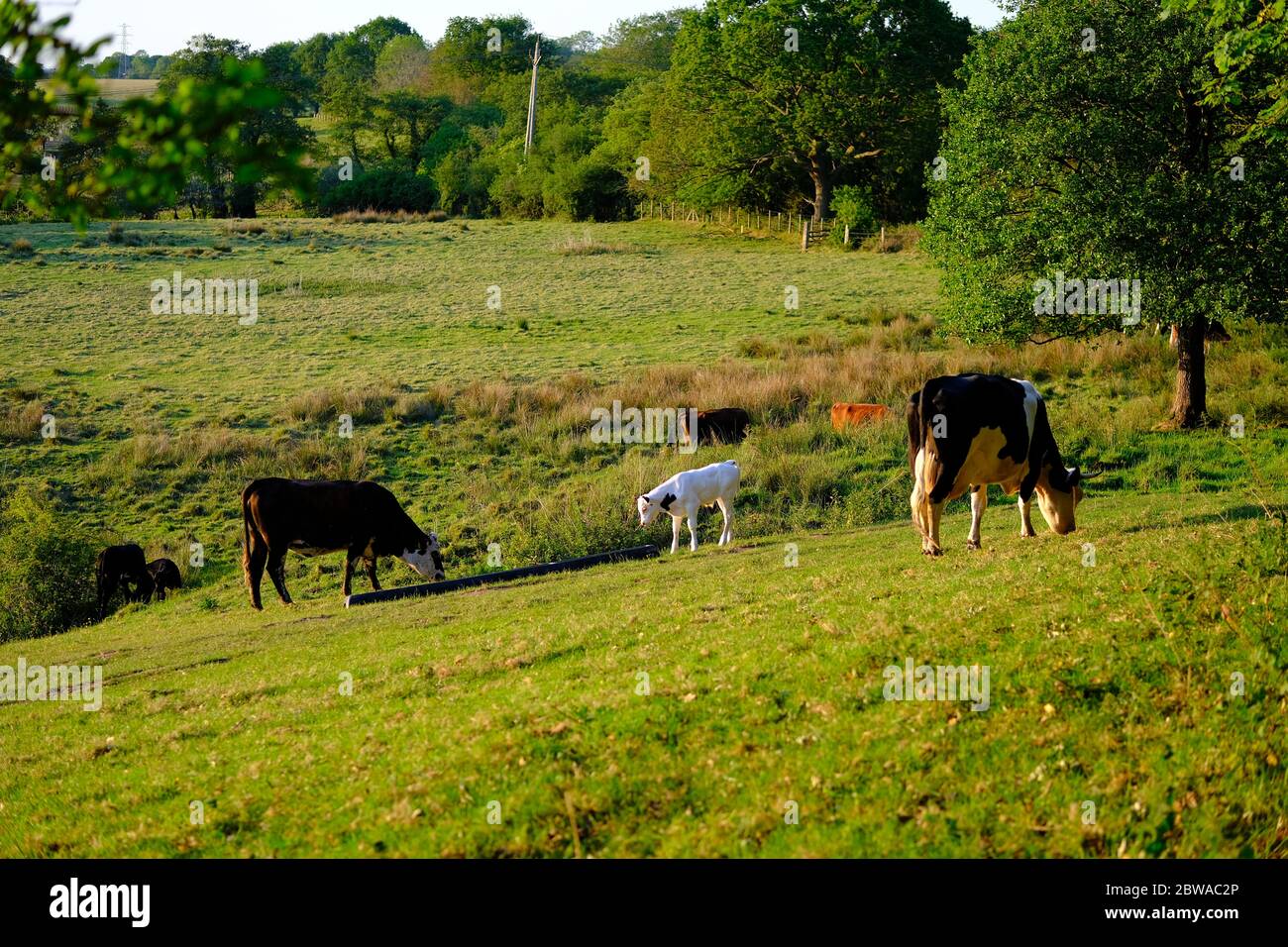 Immagine di un bestiame sul campo, dove il toro e il vitello bere un po 'd'acqua, e la mucca mangiare l'erba. Foto Stock