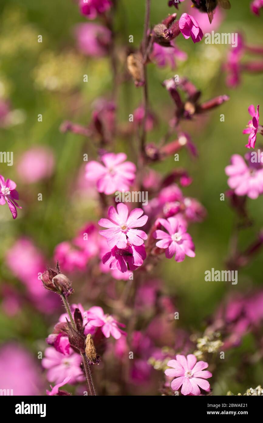 campion Rosso, Silene dioica, che cresce al lato di una corsia di campagna. North Dorset Inghilterra Regno Unito GB Foto Stock