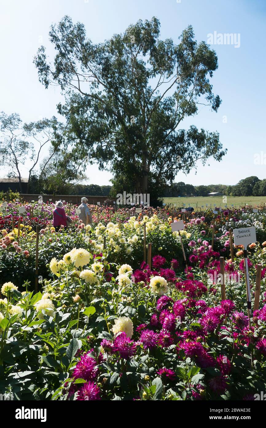 Un campo pieno di dahlias fioriti al vivaio Gilberts; aperto al pubblico per la visualizzazione e l'ordinazione di piante per il prossimo anno in Regno Unito Foto Stock
