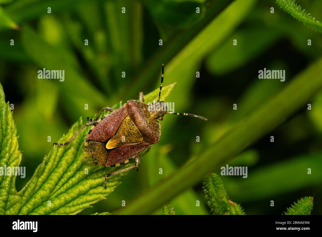 Un bug si trova su una foglia, macro foto, heteroptera Foto Stock